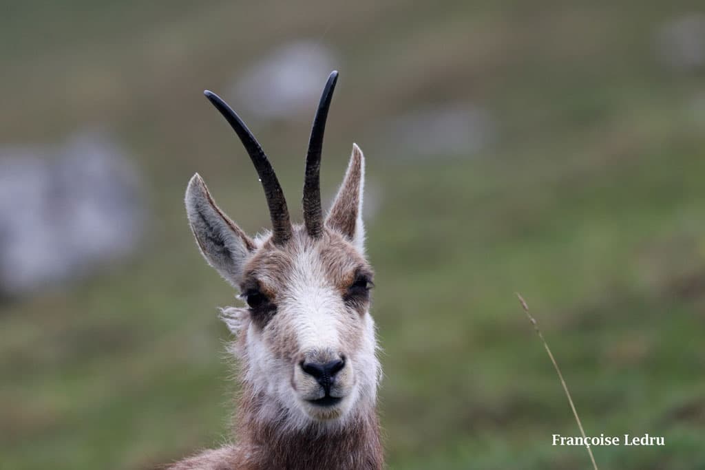 Chamois sous la pluie