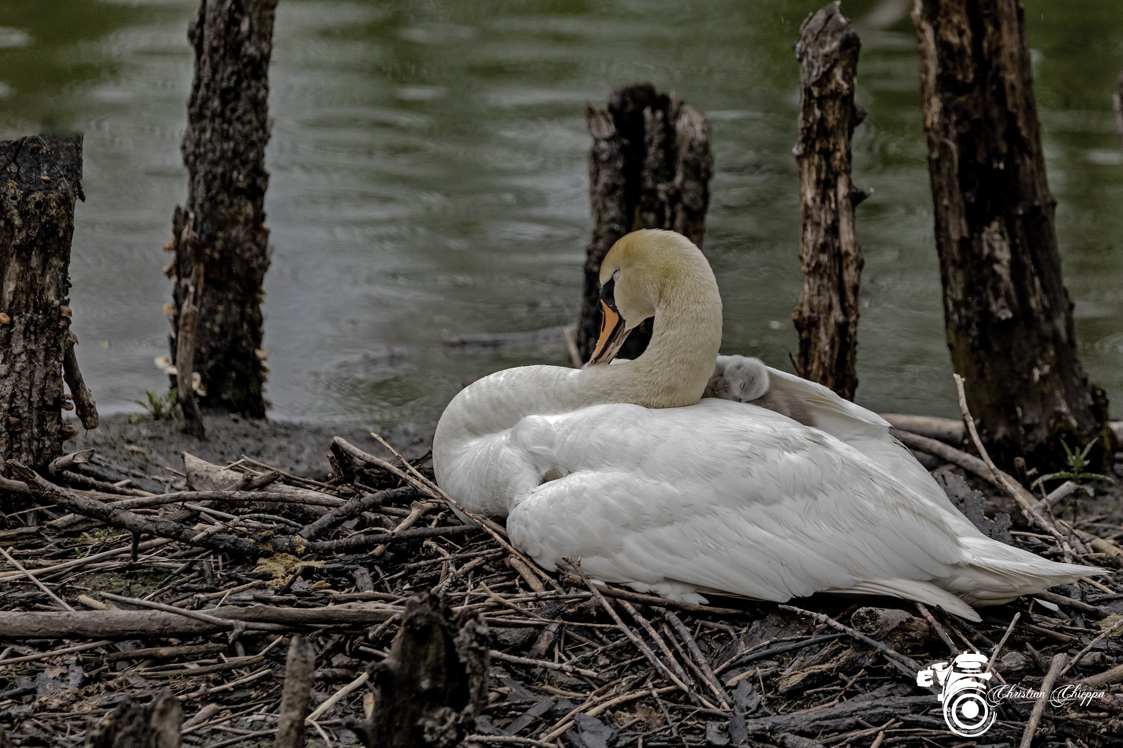Naissance des cygnes