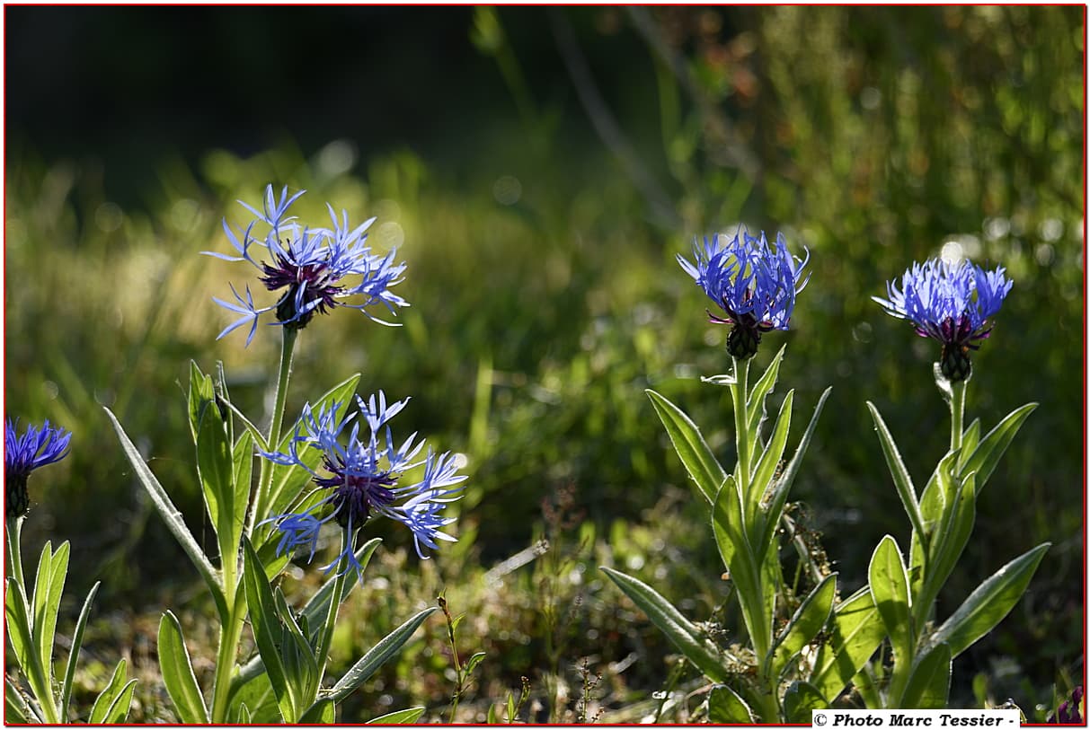 bleuets en forme