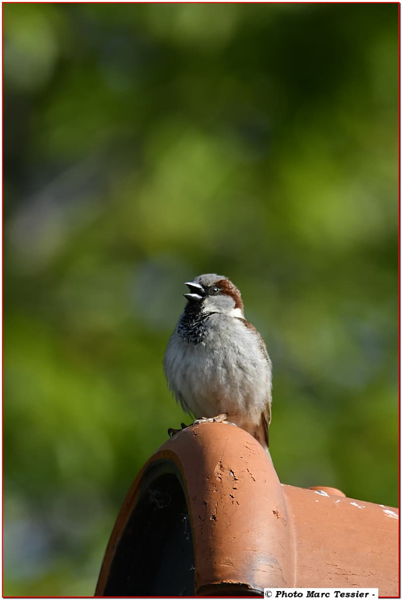 Maman moineau guette