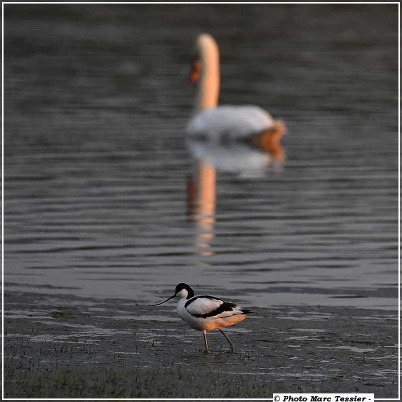 Avocette, un Première