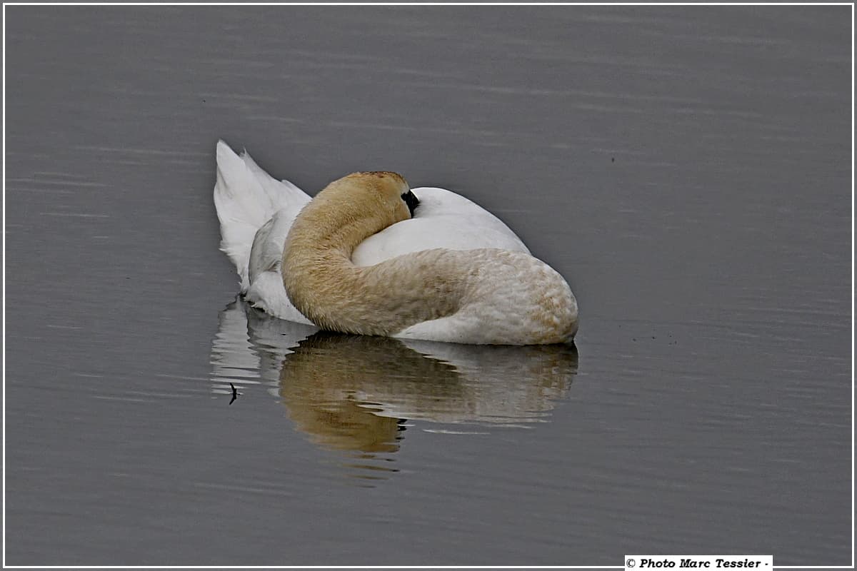 Cygne en version pause