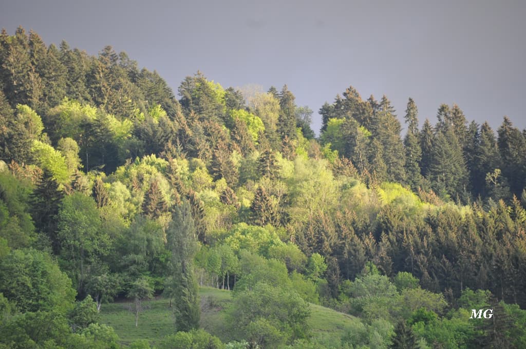 Dégradé de vert avant le retour de la pluie !!!