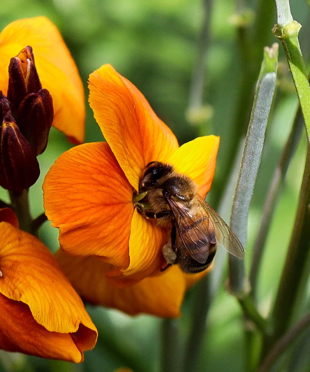 Protégeons les abeilles