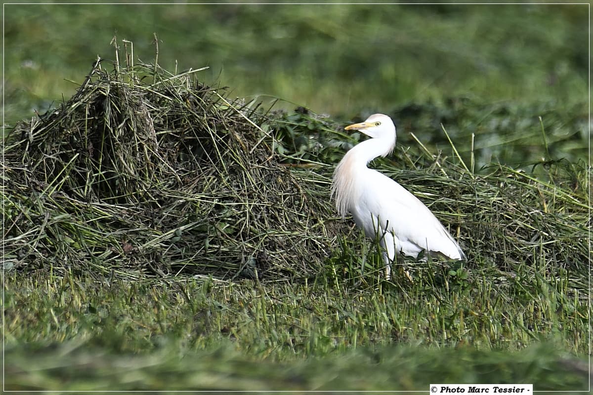 L'aigrette est présente au premier fauchage