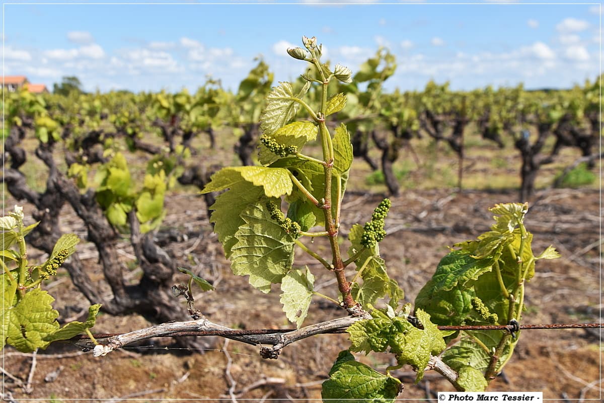 Quelques grappes du Pays Nantais