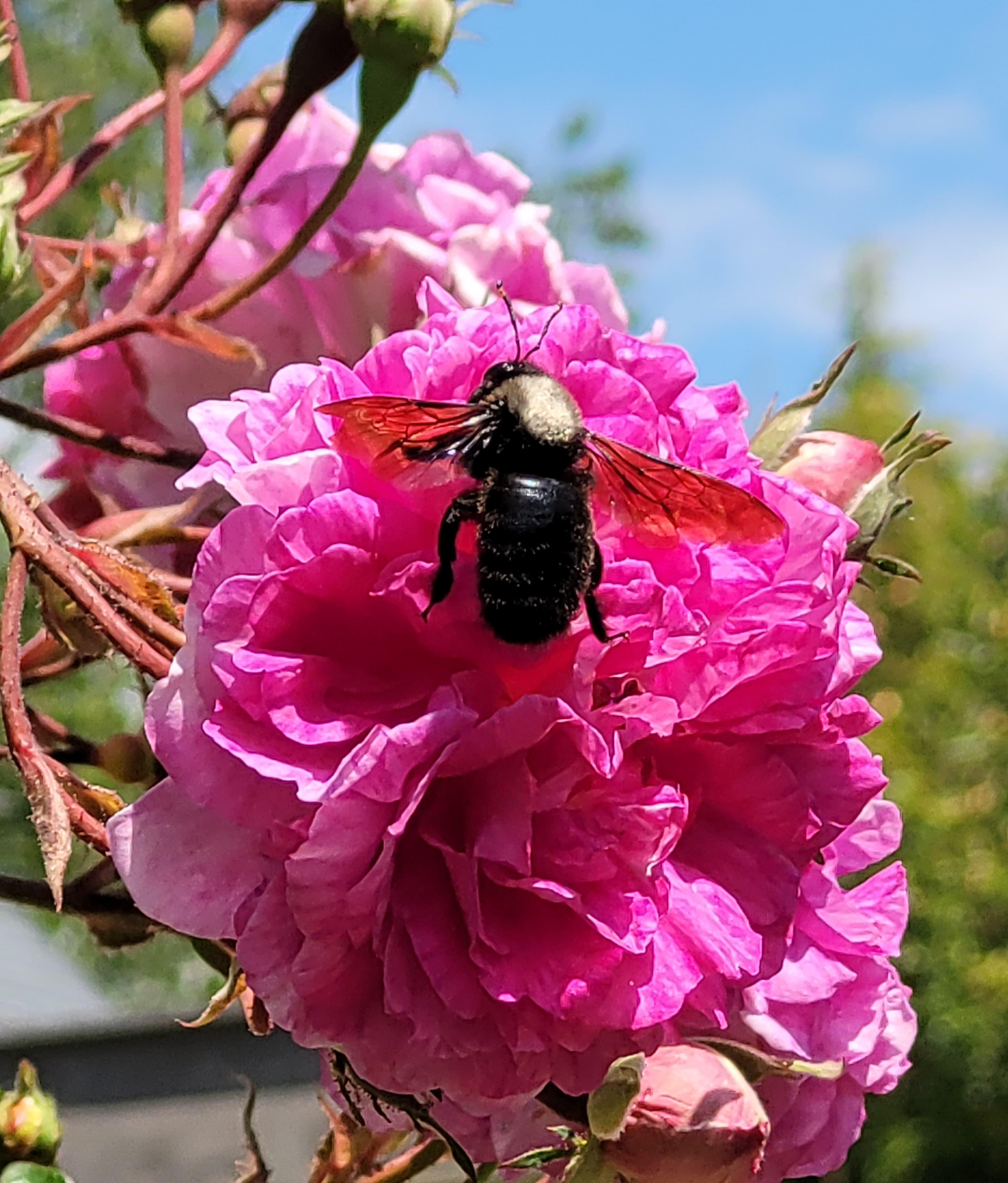 Abeille charpentière (xylocopa virginica)