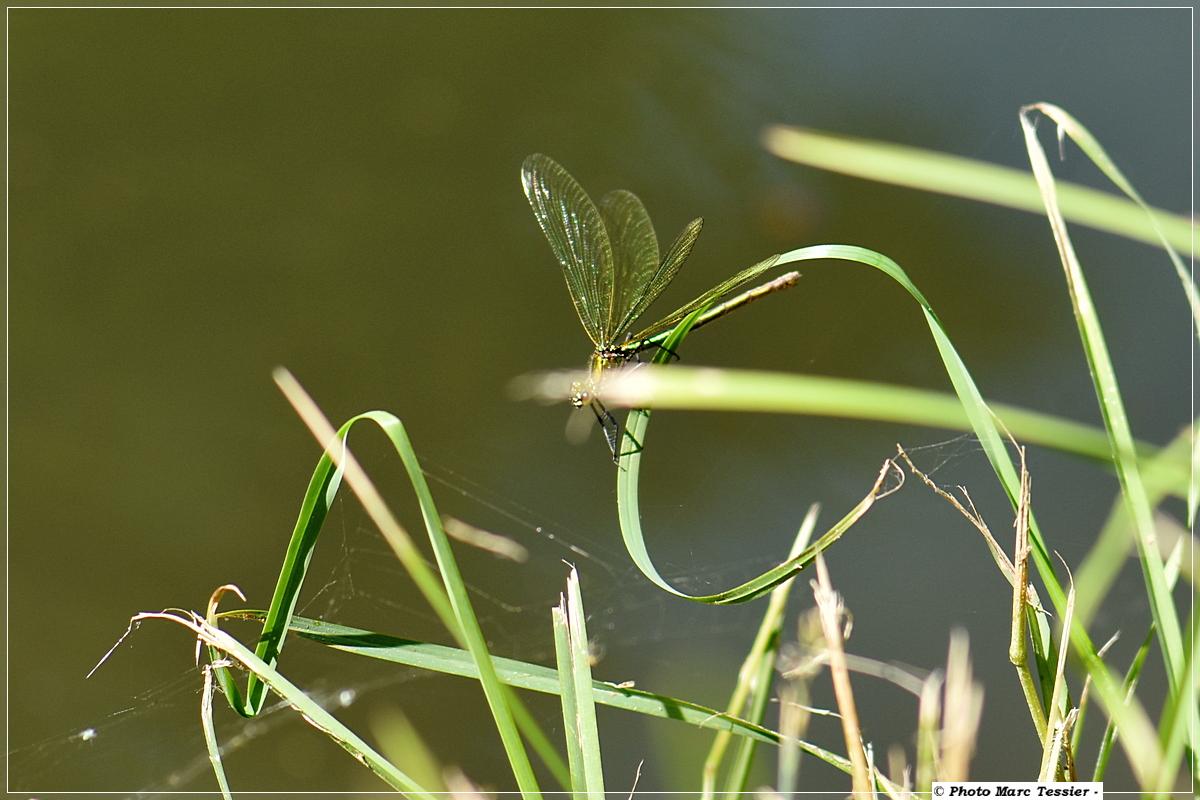 Séance libellules -