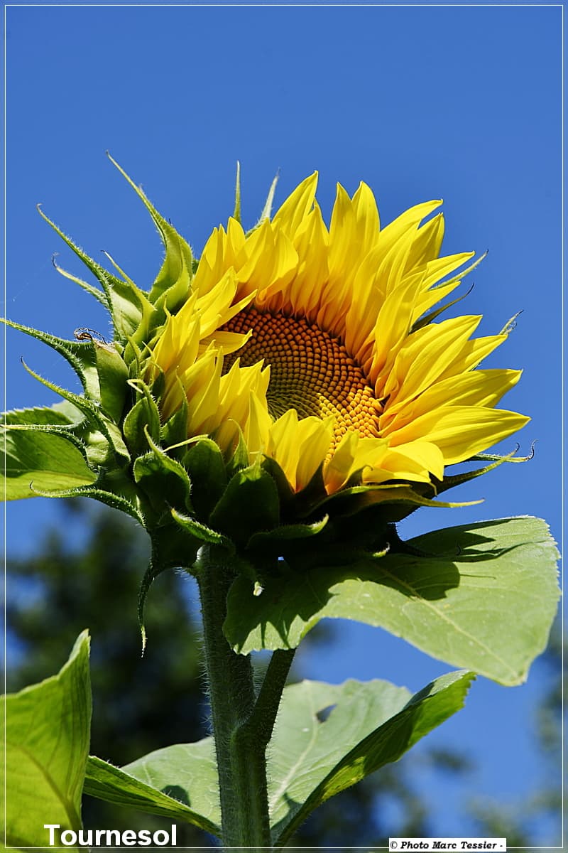 Tournesol et ciel bleu