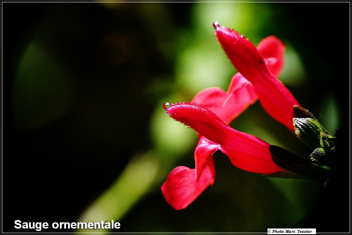 Sauge ornementale en détail