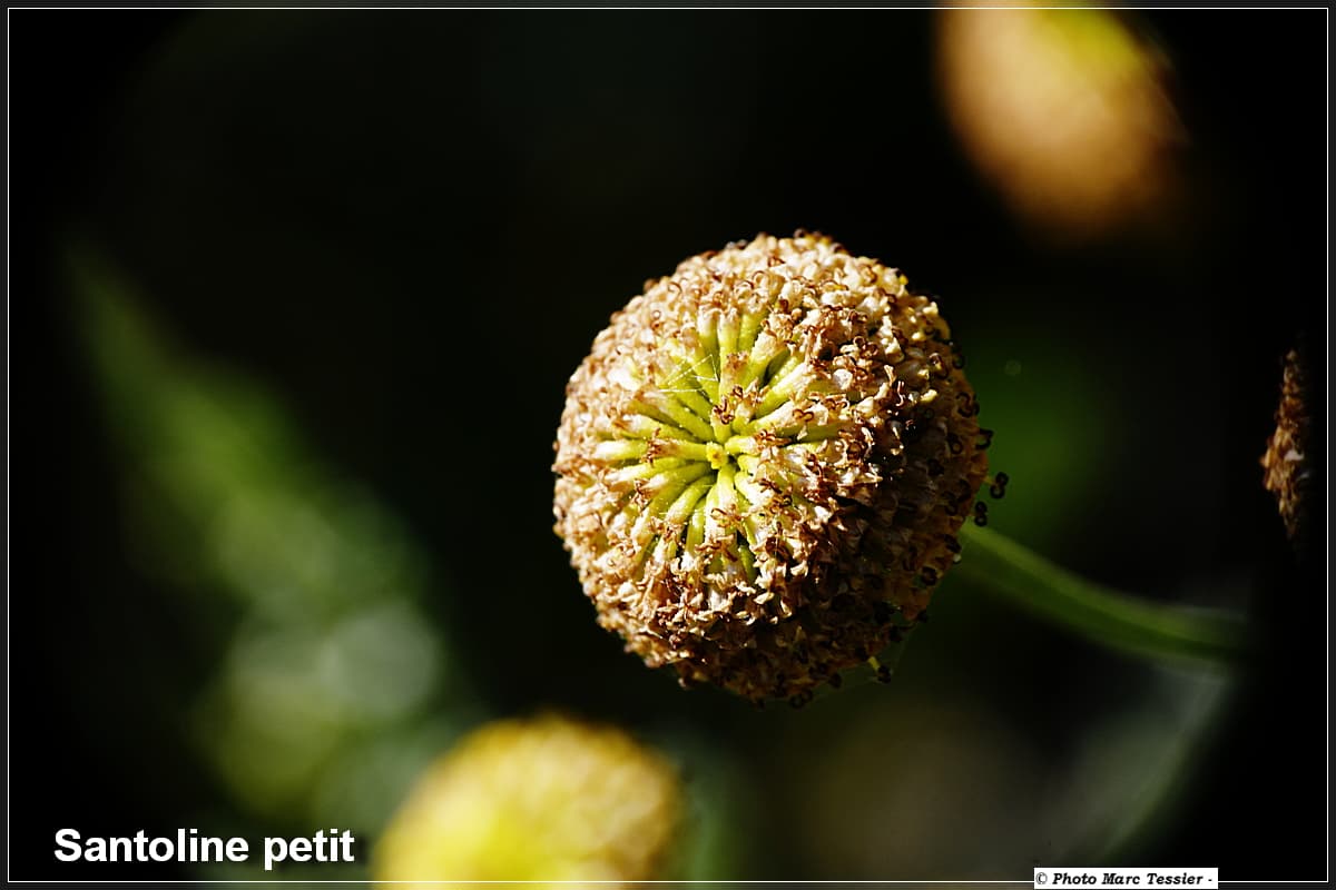 Santoline petit cyprès