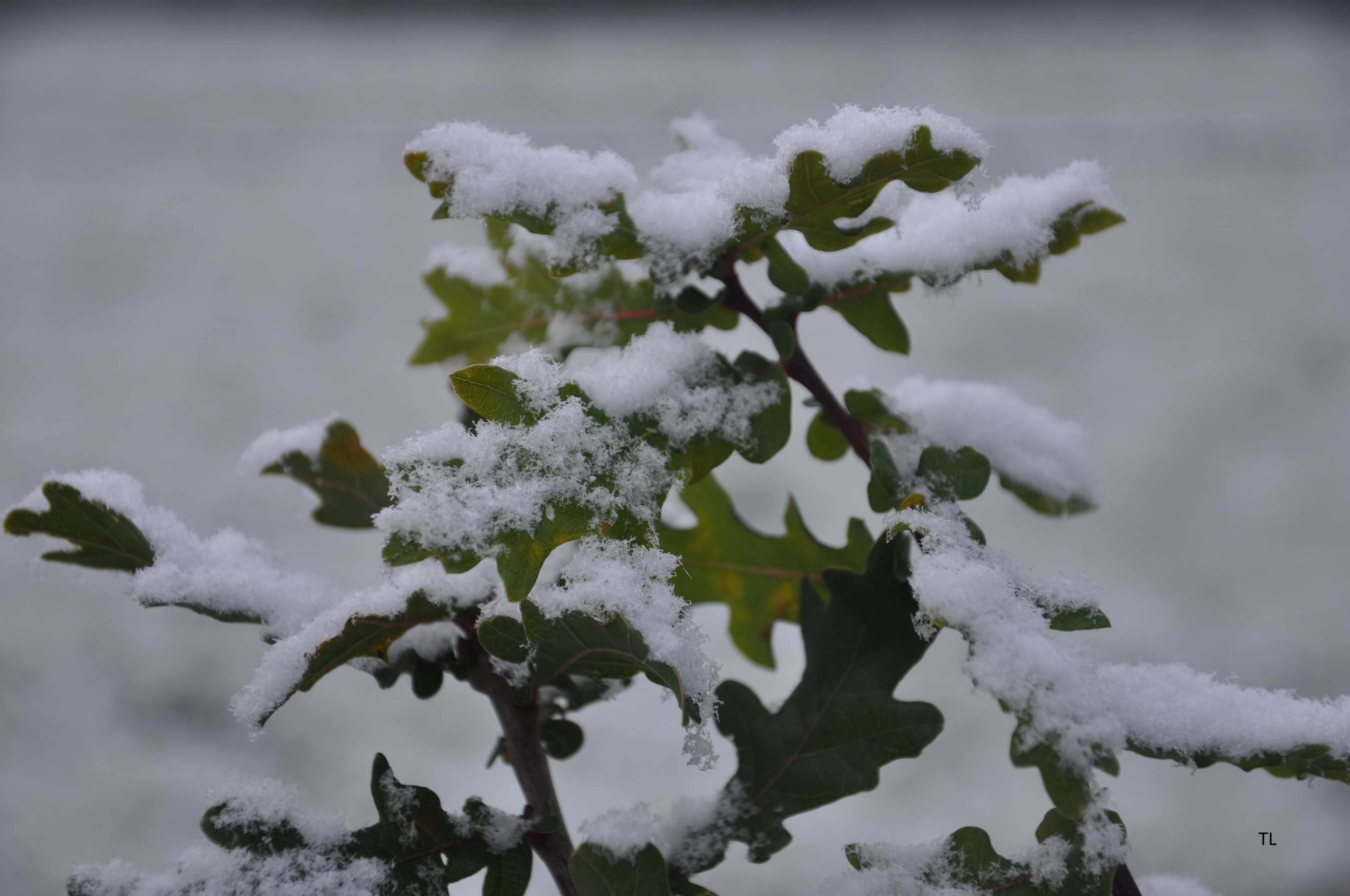 Neige sur chene