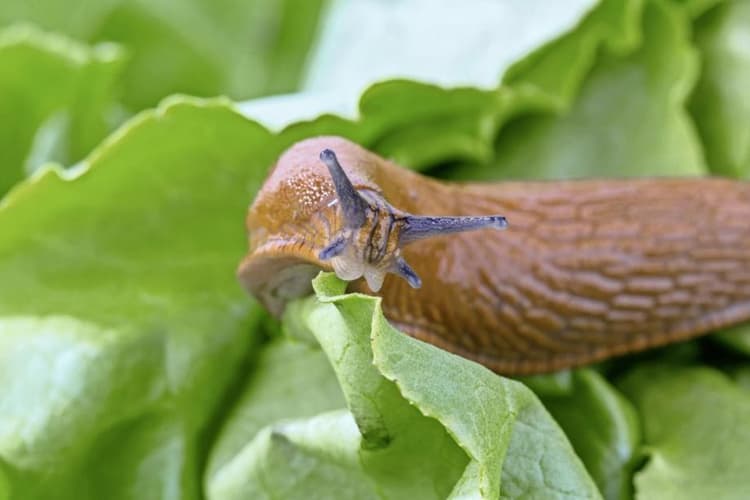 Image d'illustration pour Limaces, escargots, oiseaux, papillons : les conséquences d'un été pluvieux