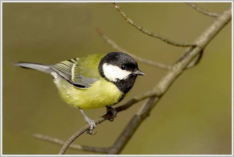 Image d'illustration pour Limaces, escargots, oiseaux, papillons : les conséquences d'un été pluvieux