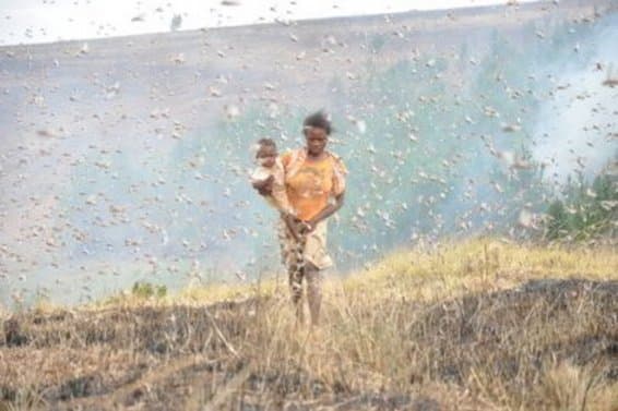 Image d'illustration pour Chaleur et vent favorisent une invasion de criquets à Madagascar