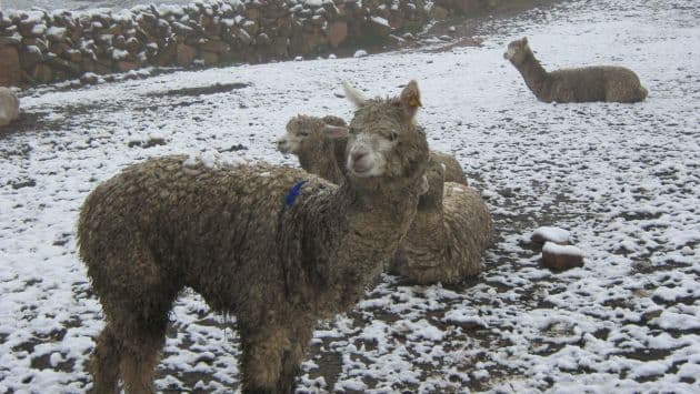 Image d'illustration pour Neige et froid sur les hauteurs du Pérou