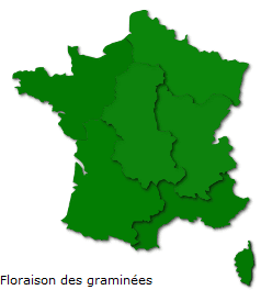 Image d'illustration pour Les pollens de graminées passent à l'offensive !