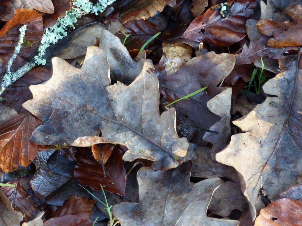 C est la fin de l automne 
