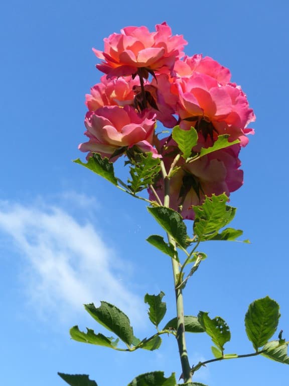 Ciel en fleurs 