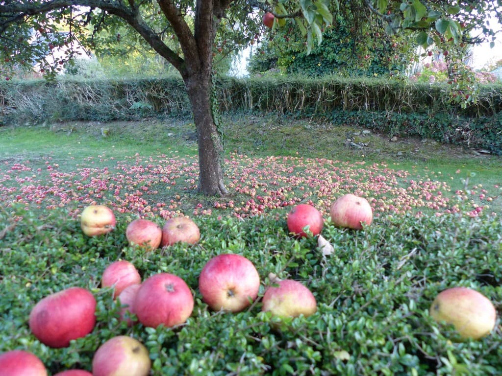 Pommes sur une haie 