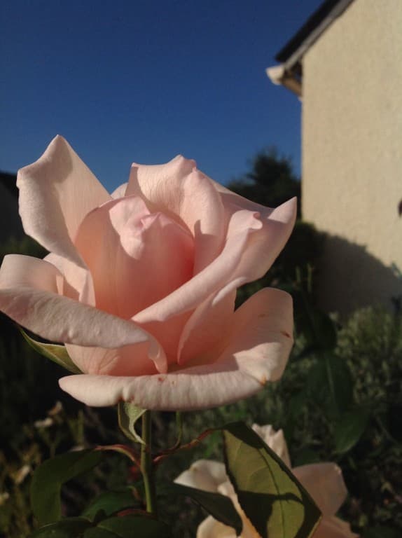 Rose du matin 