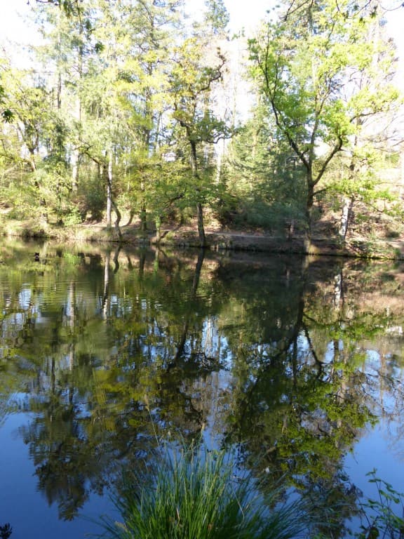 Étang tranquille 