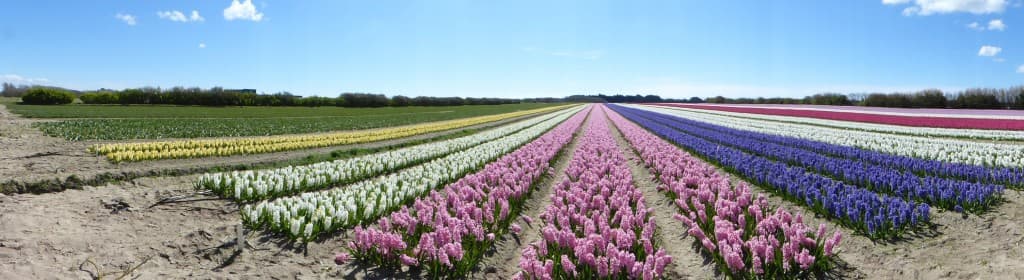 Éventail de fleurs 