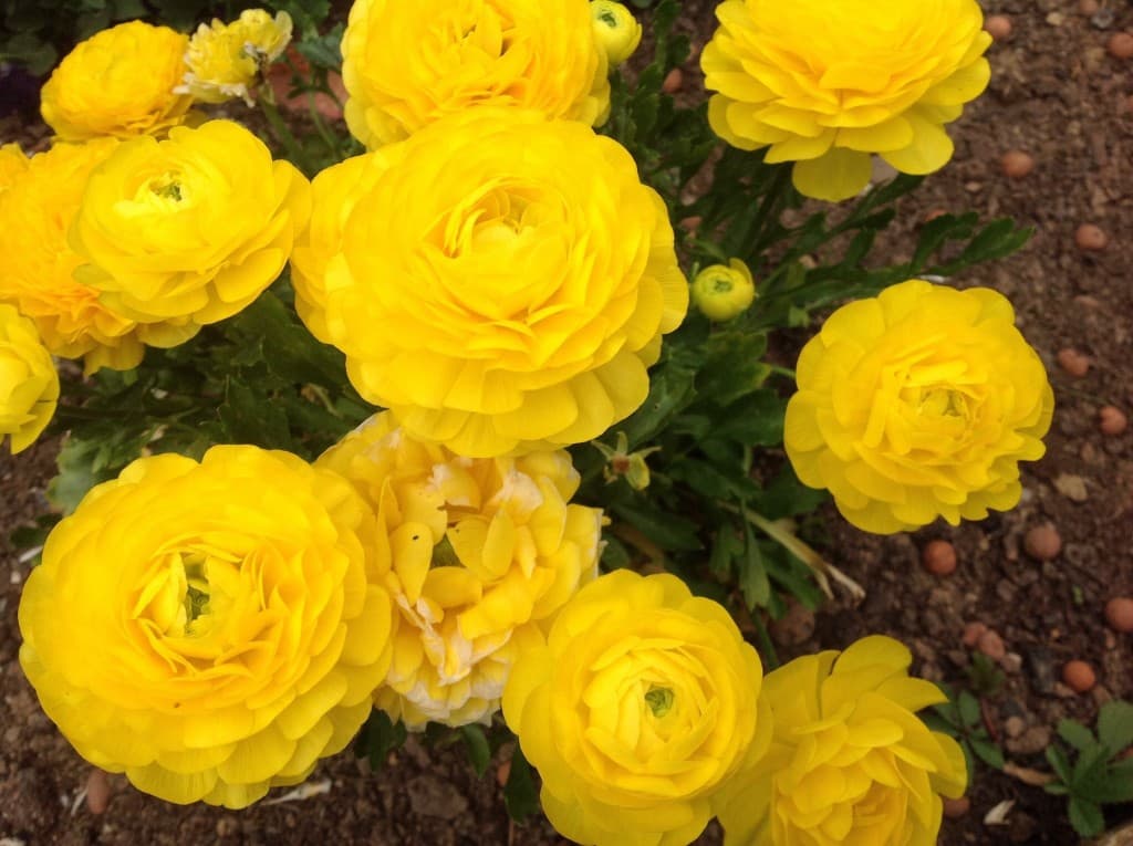 Jaune éclatant 