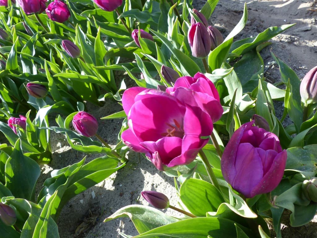 Les tulipes éclosent 