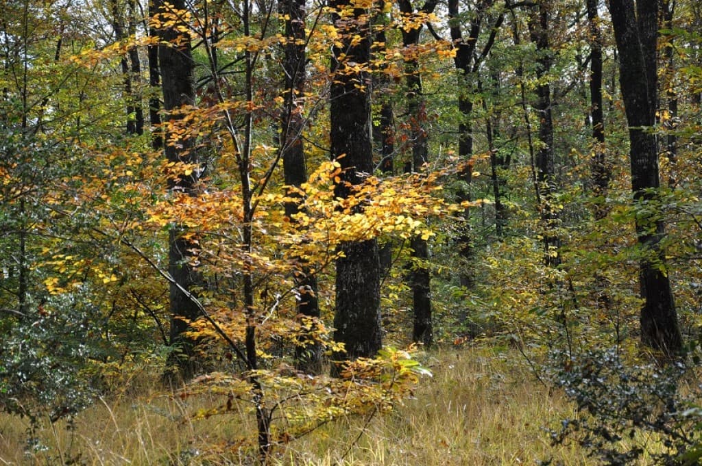 forêt du Gâvre