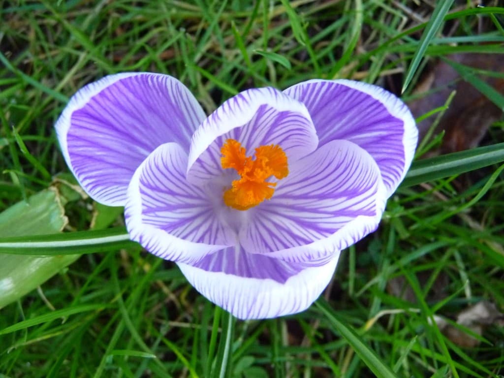 Bientôt le printemps ?