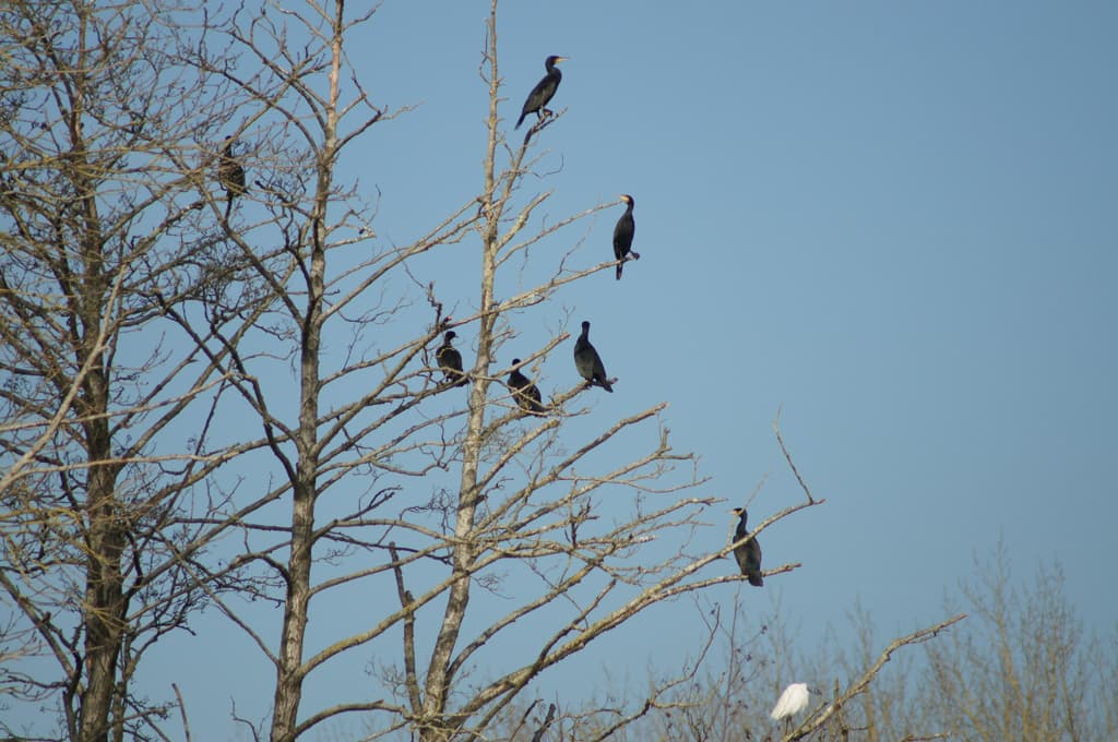 Cormorans noirs