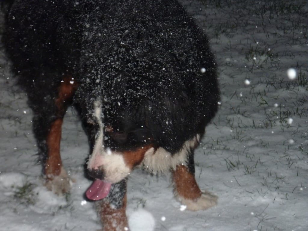 doudoune aime la neige