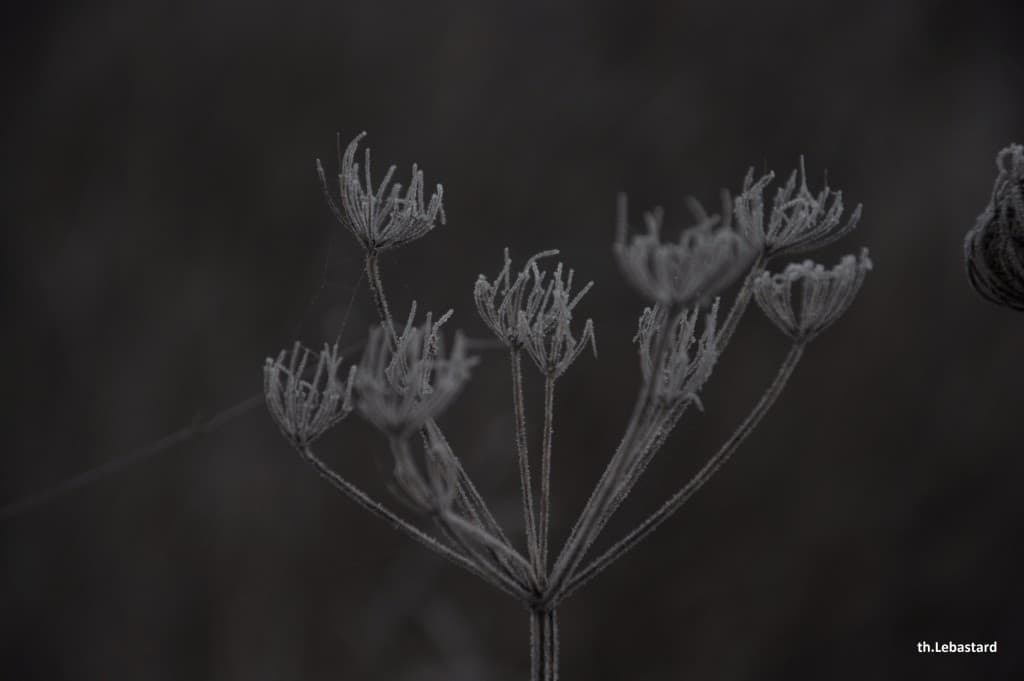 Herbe givrée (carotte sauvage)