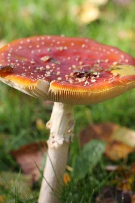 joli poison