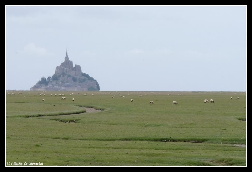 Les petits prés salés du Mt St Michel
