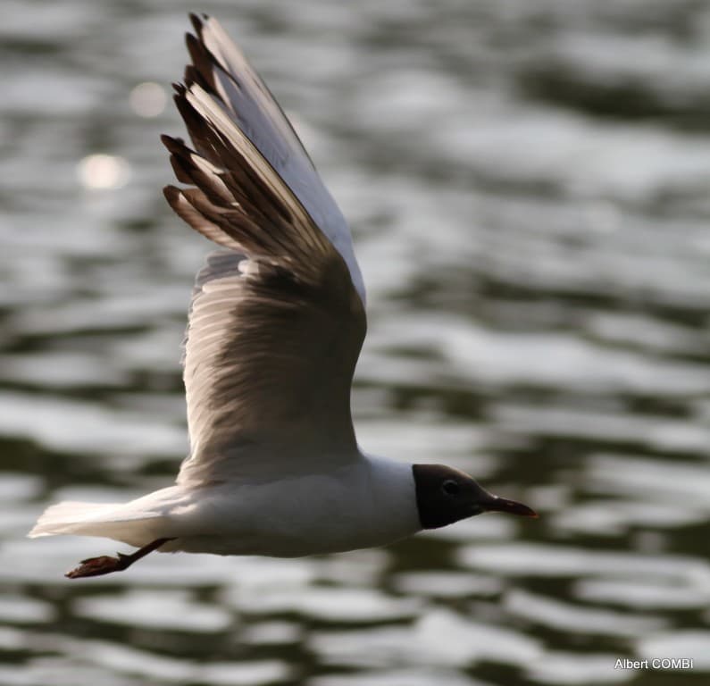 Mouette mélanocéphale  