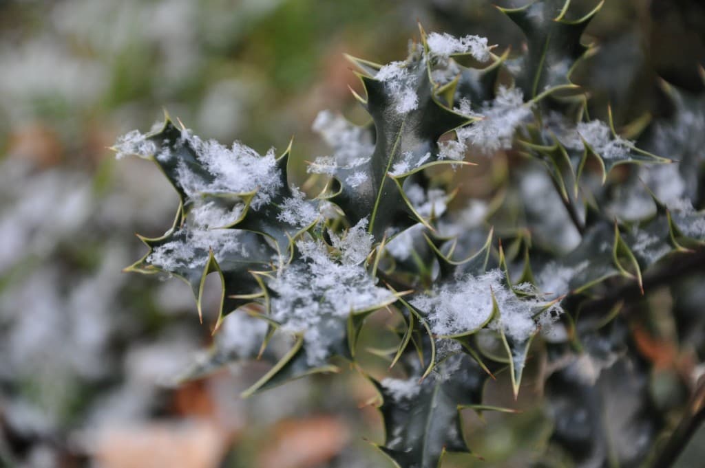 Quelques flocons