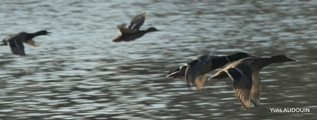 Sur les bords de l'Erdre