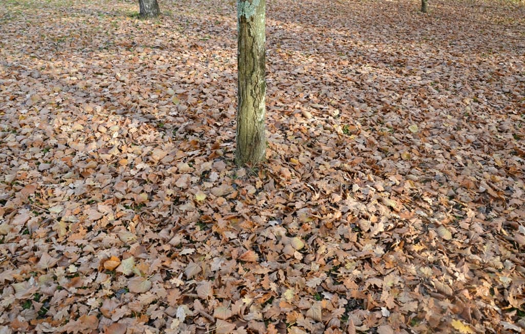 tapis de feuilles