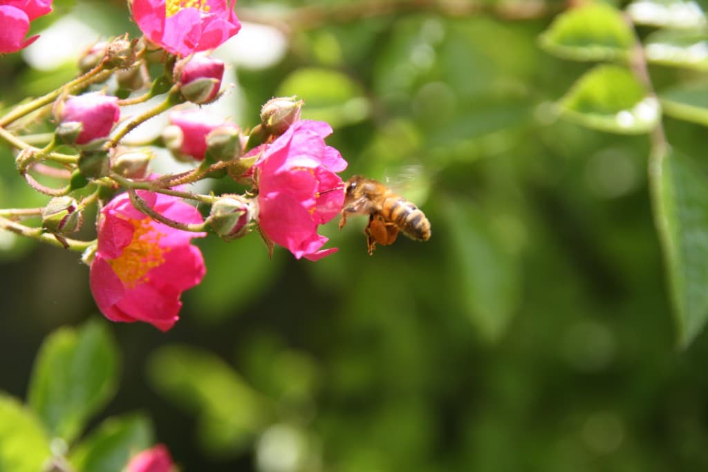 Abeille en pleine récolte