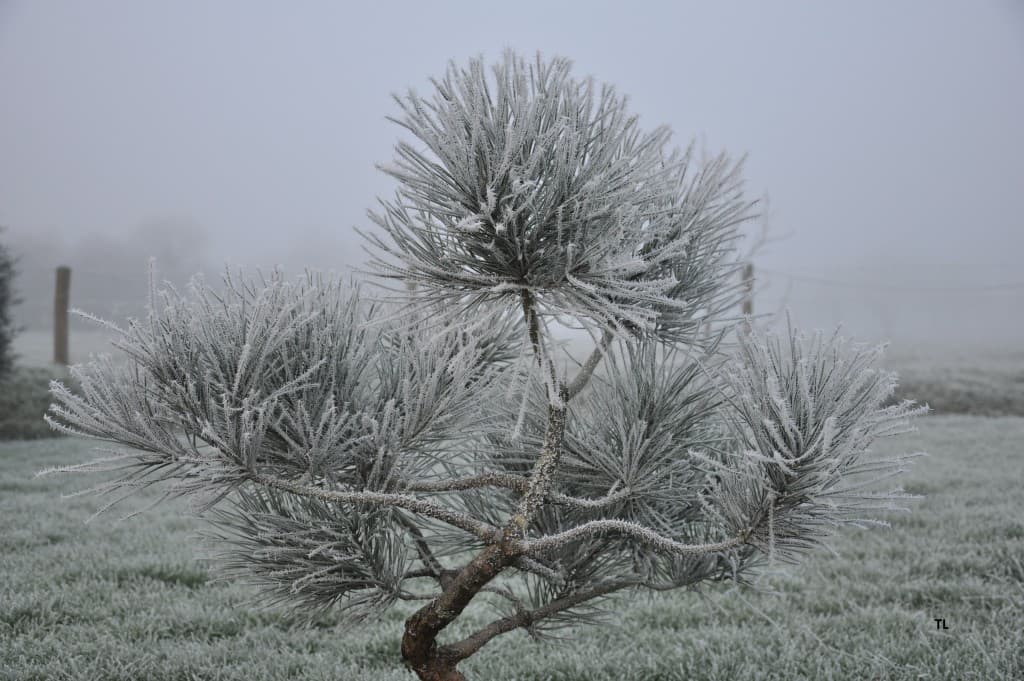 Brouillard givrant