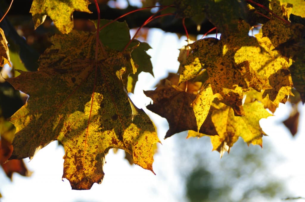 Feuillage doré d'automne