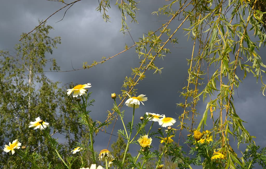 fleurs ensoleillées sur un ciel ardoise