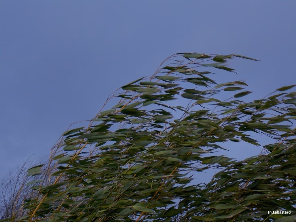 Fortes rafales (bambou)