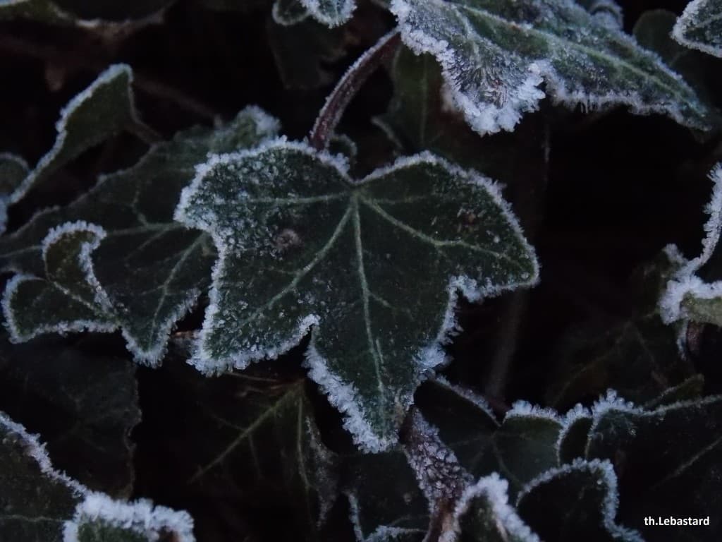 Gelée blanche ce matin