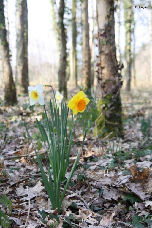 Jonquille dans un bois