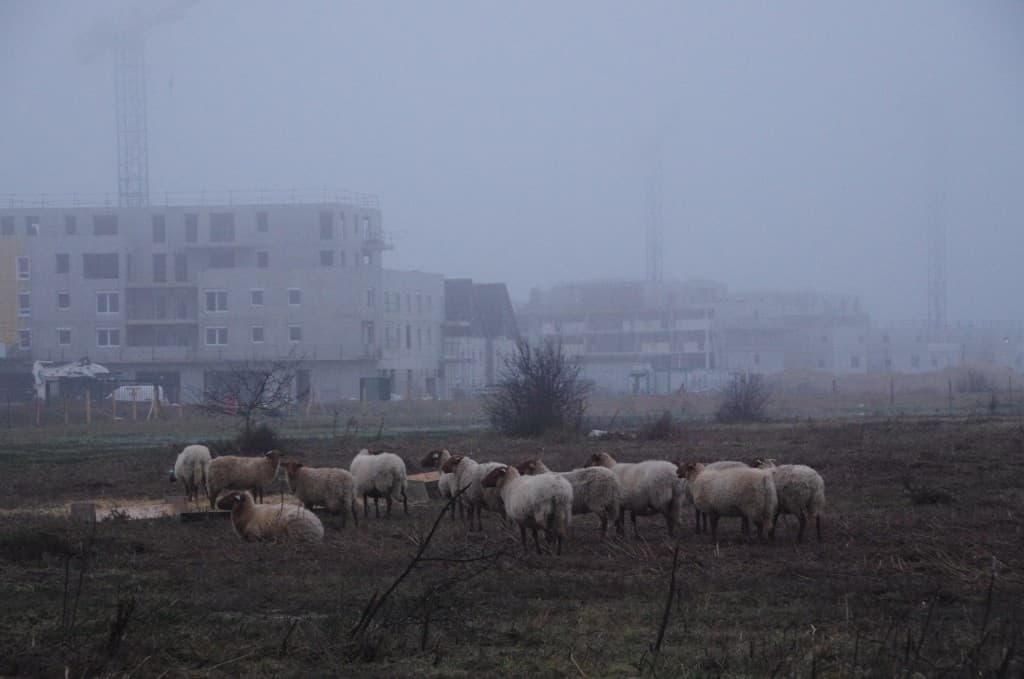 Moutons et brouillard