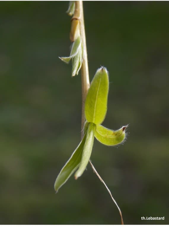 Premières feuilles du saule pleureur