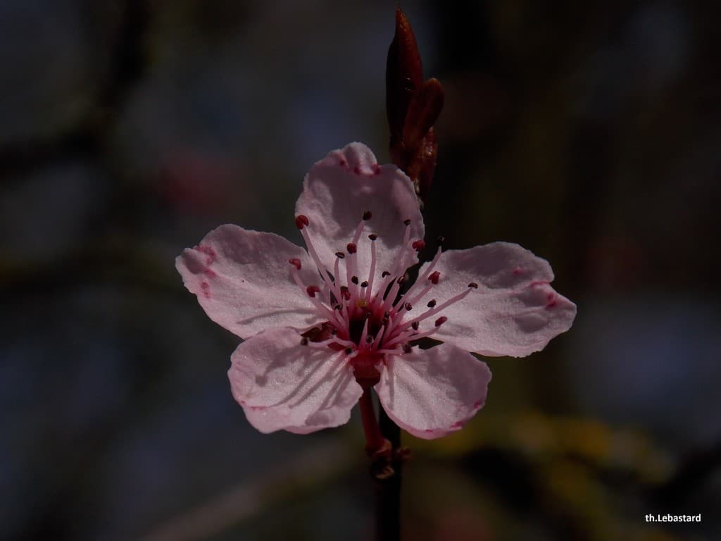 Prunus en fleurs